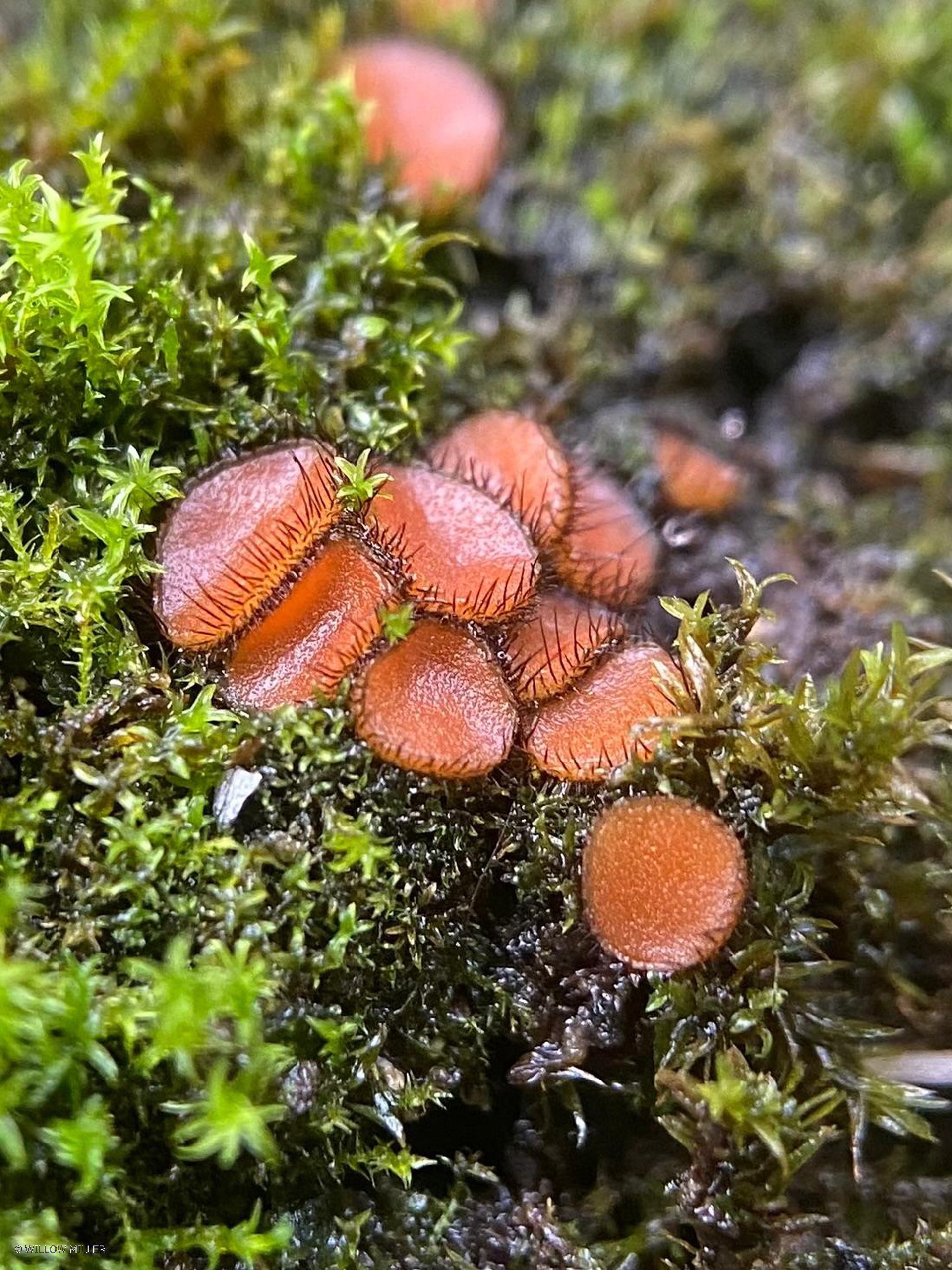 Fungi photograph 29