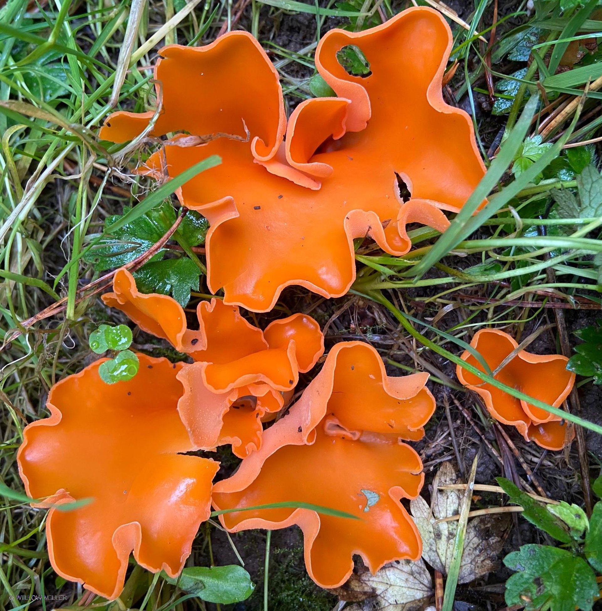 Fungi photograph 12