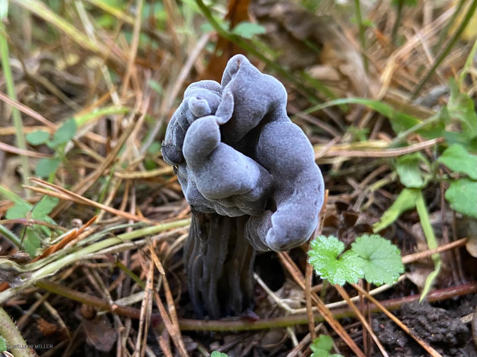 Fungi photograph 33