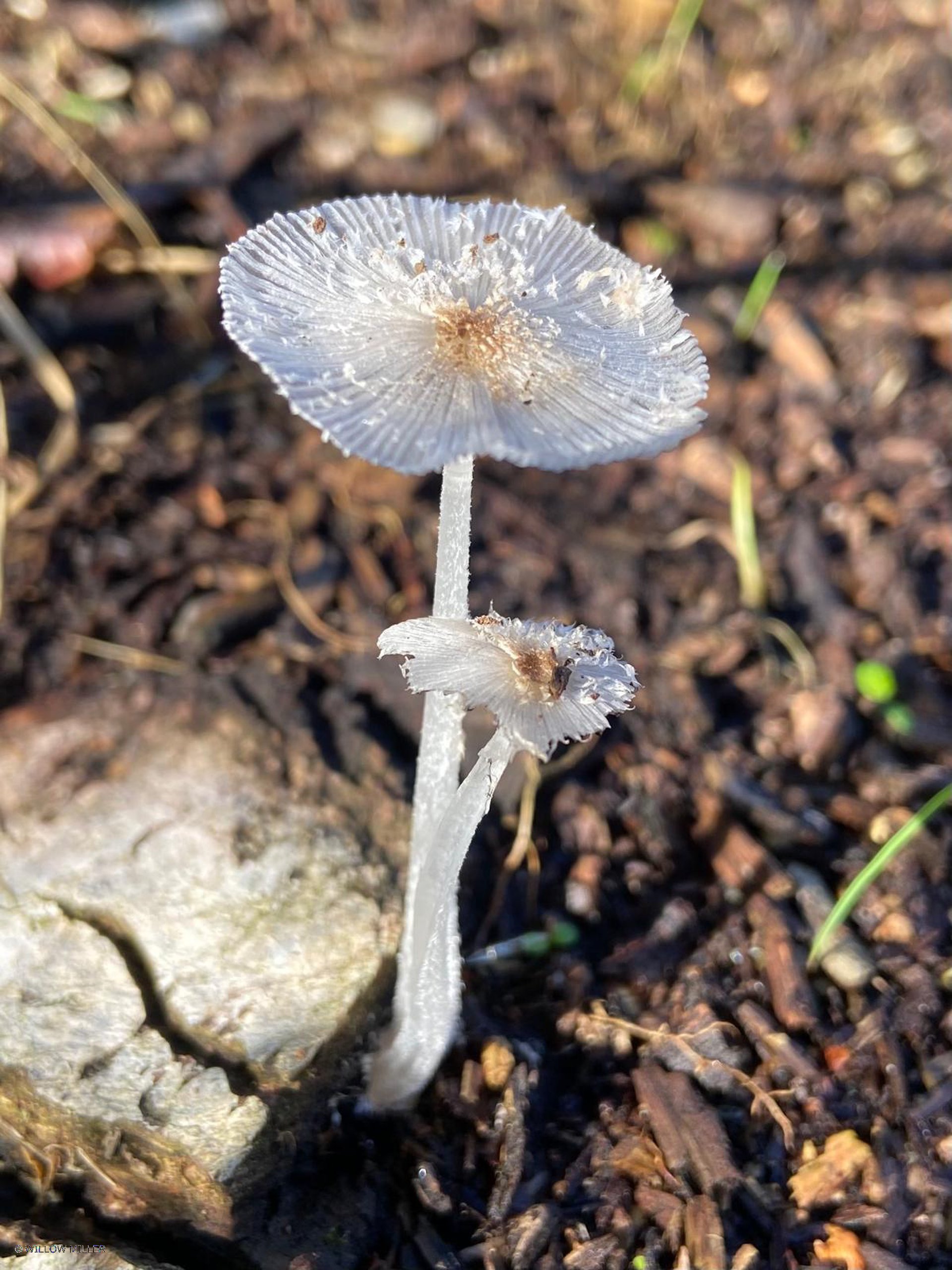 Fungi photograph 31