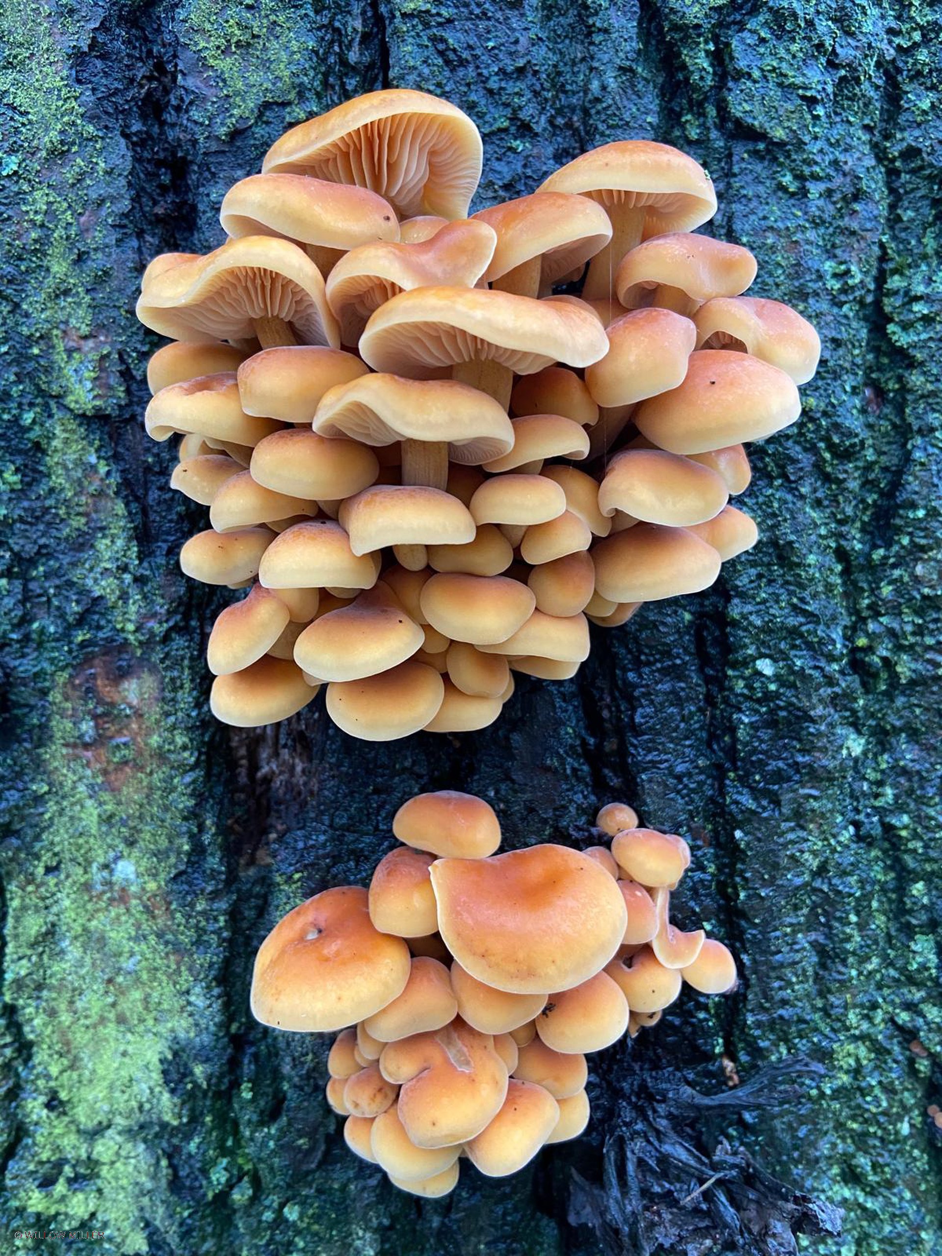 Fungi photograph 26