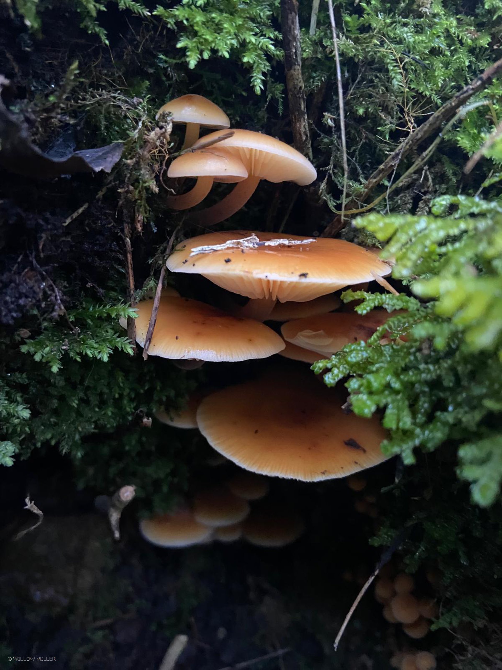 Fungi photograph 27