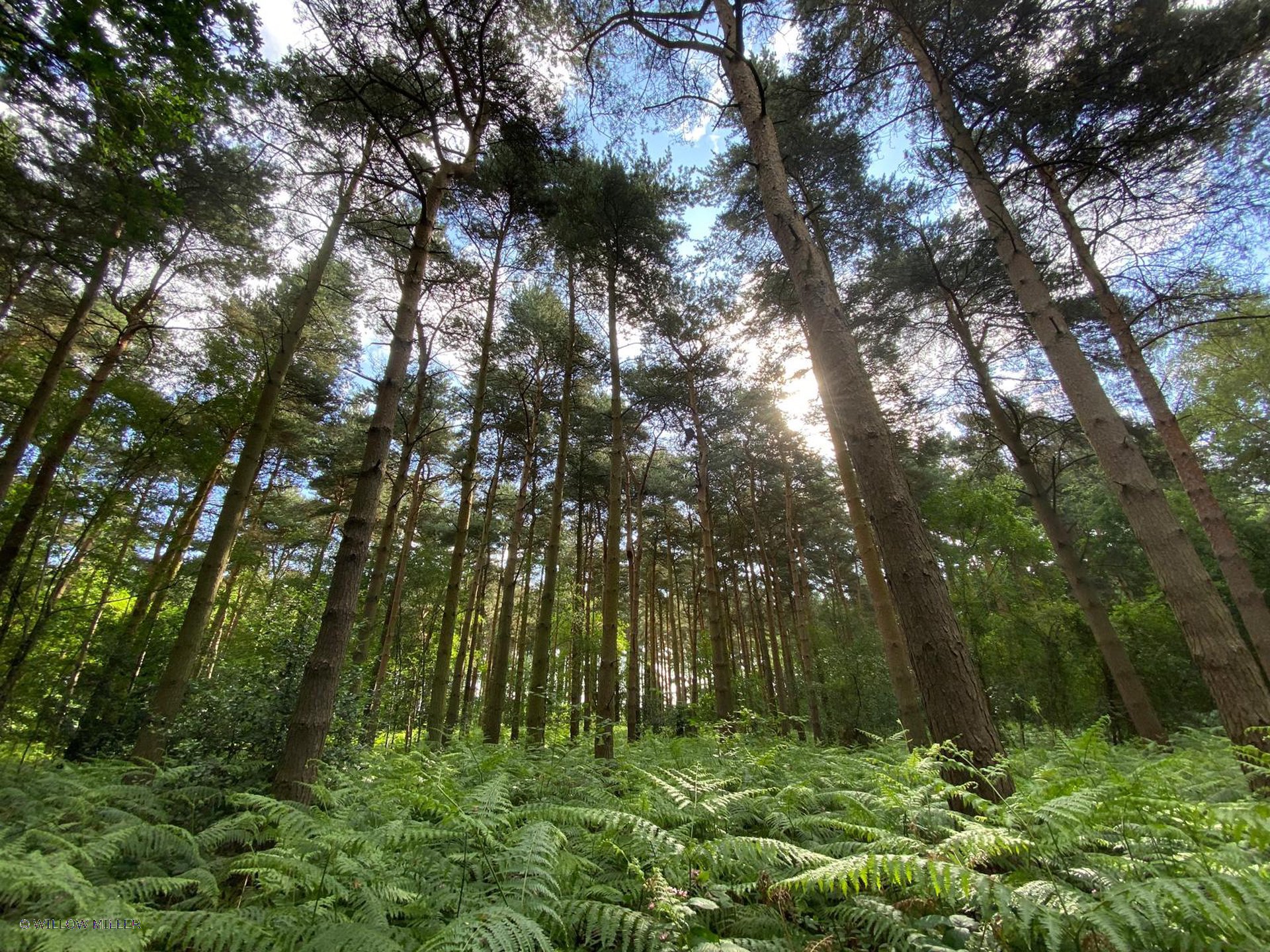 Landscapes photograph 15