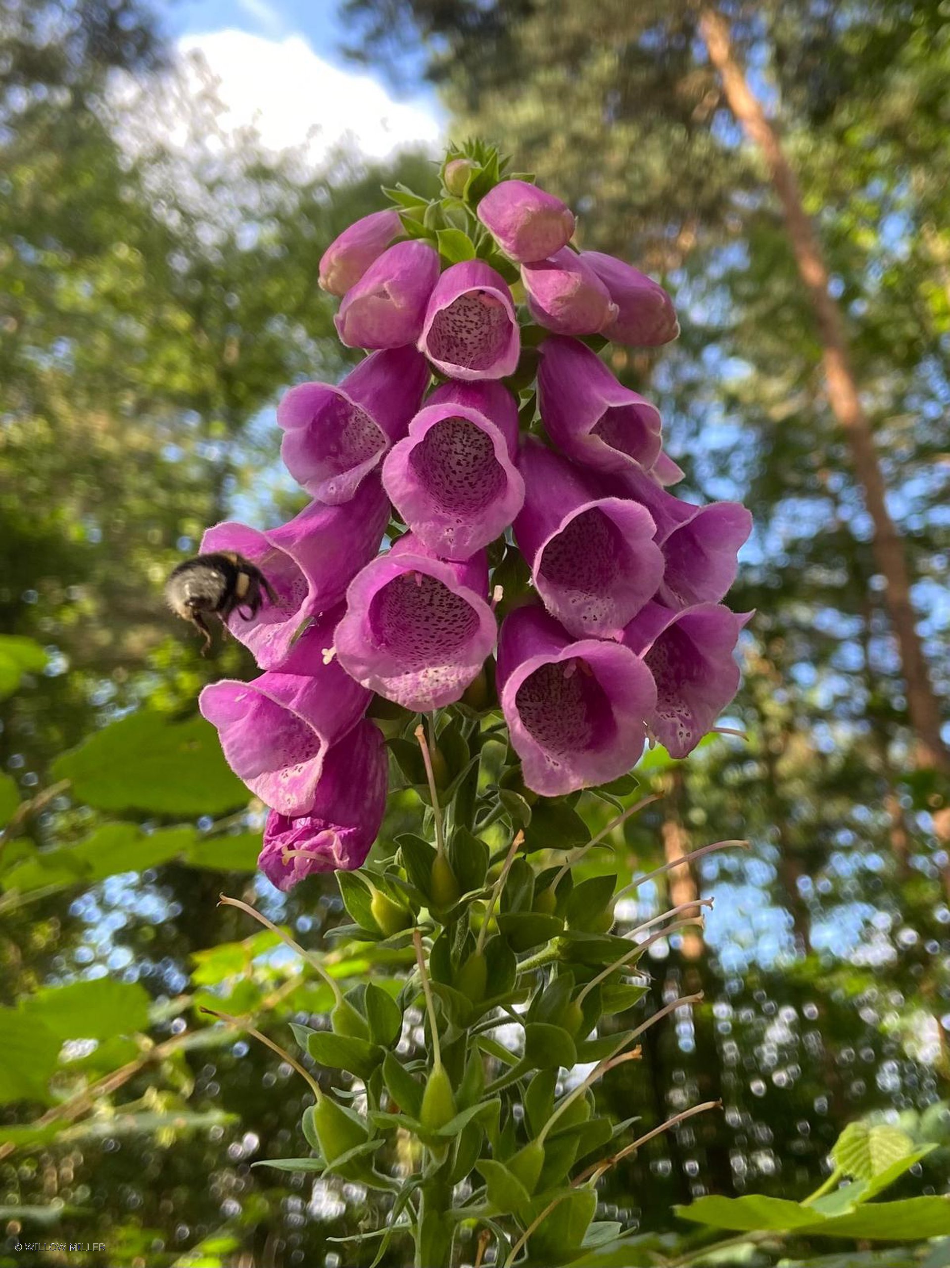 Small details photograph 13