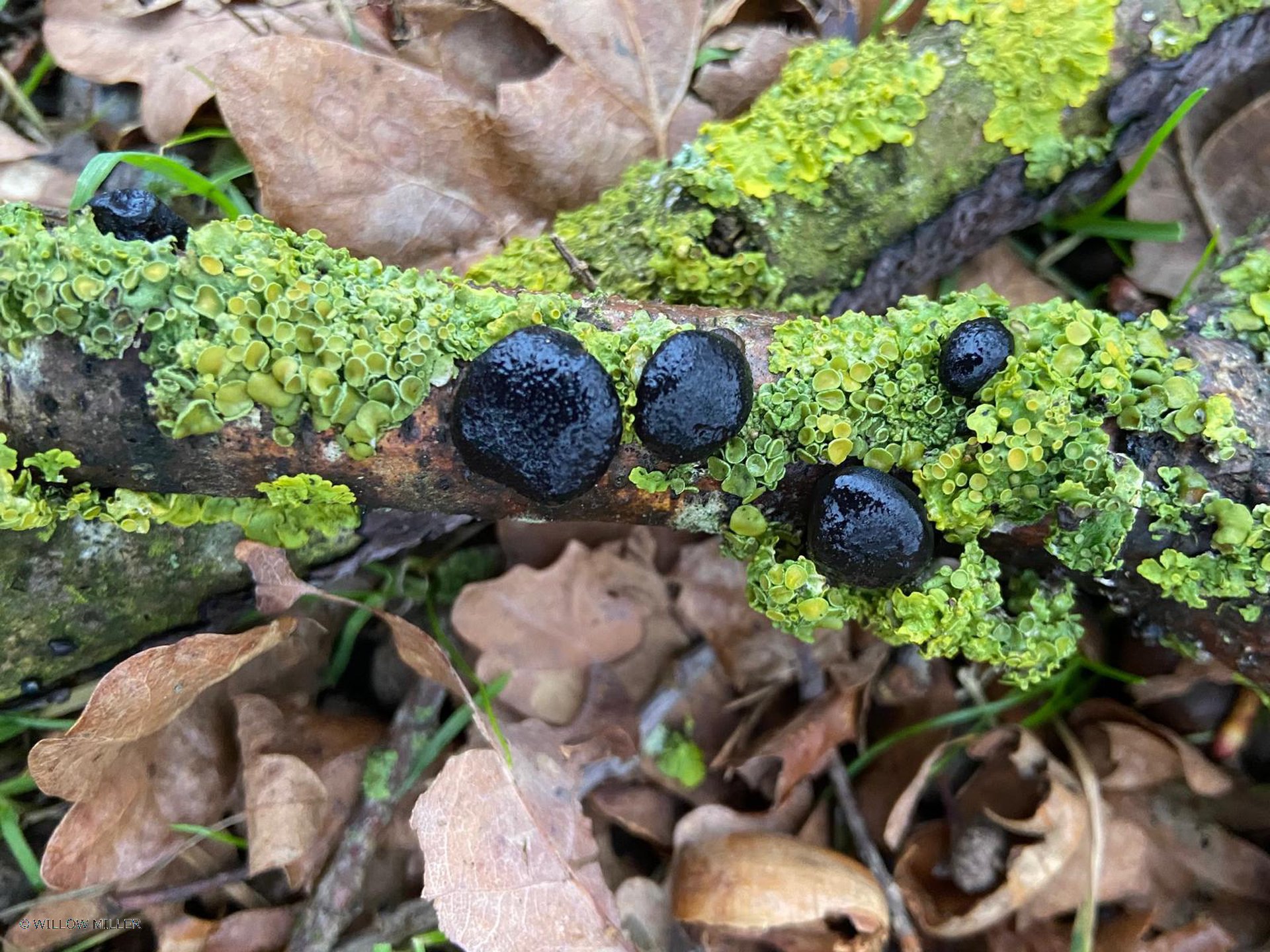 Small details photograph 6