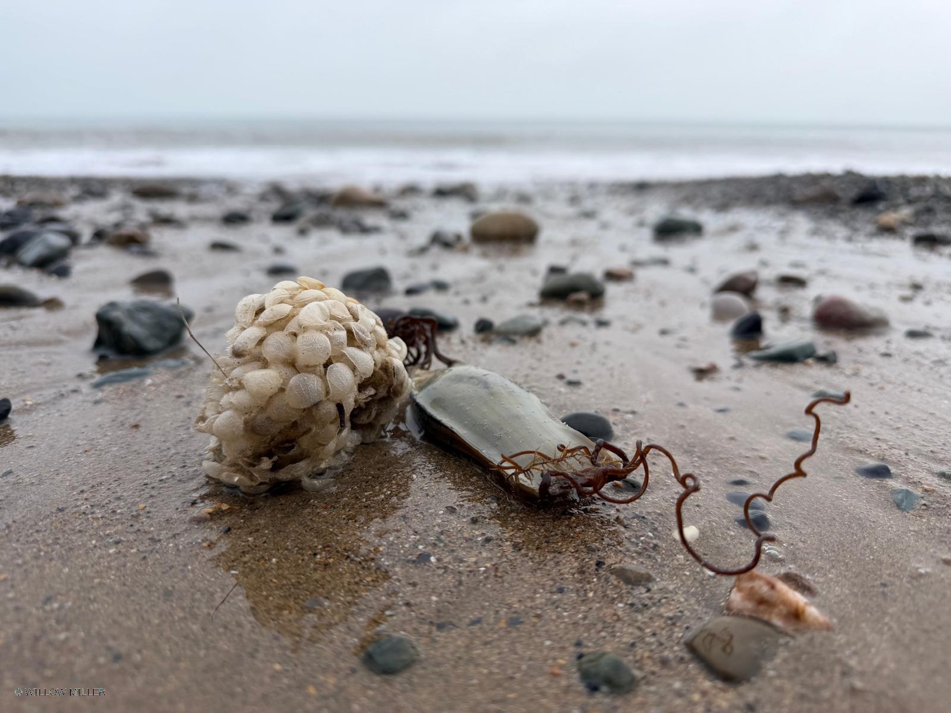 Small details photograph 16