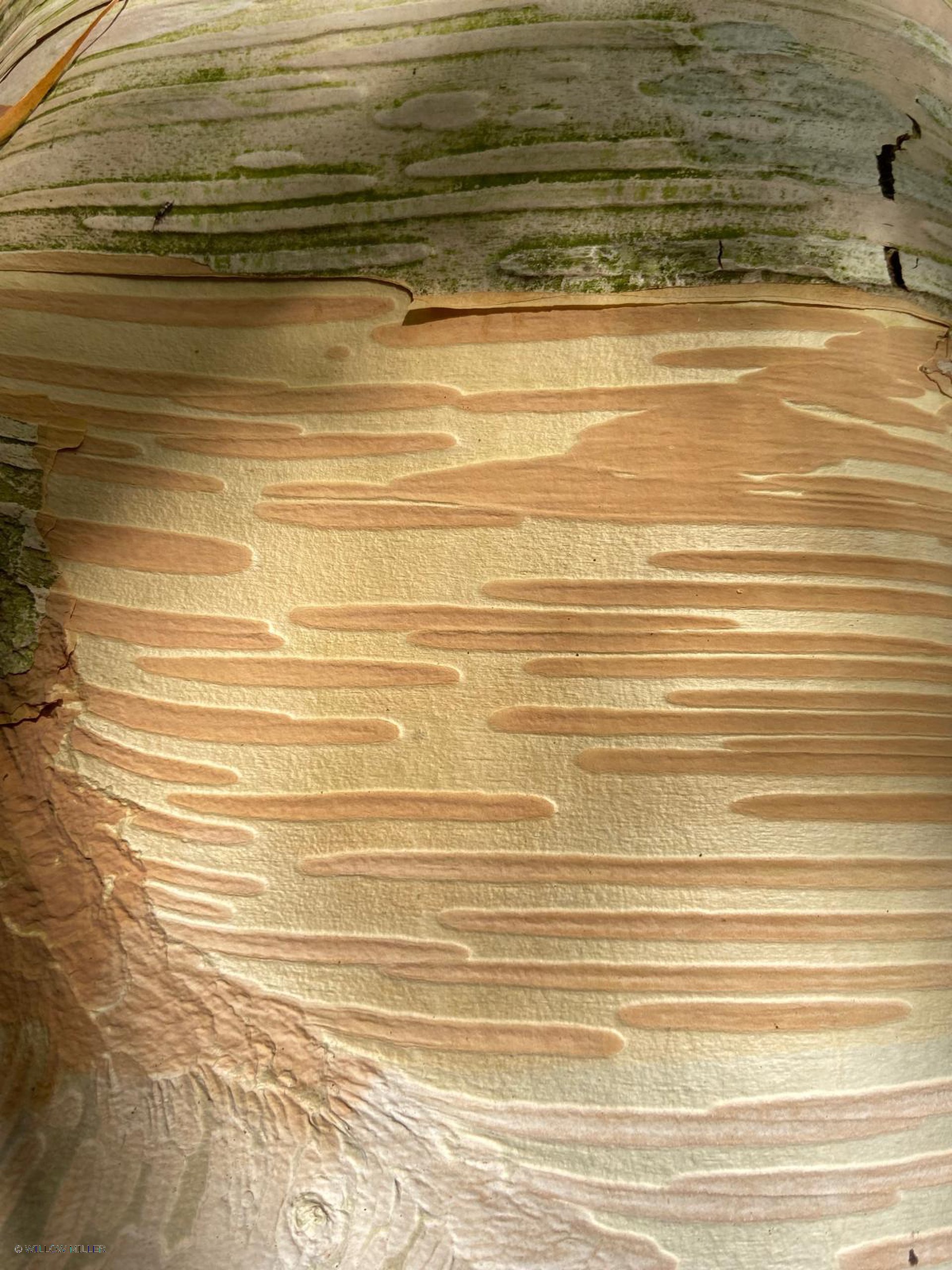 Small details photograph 11