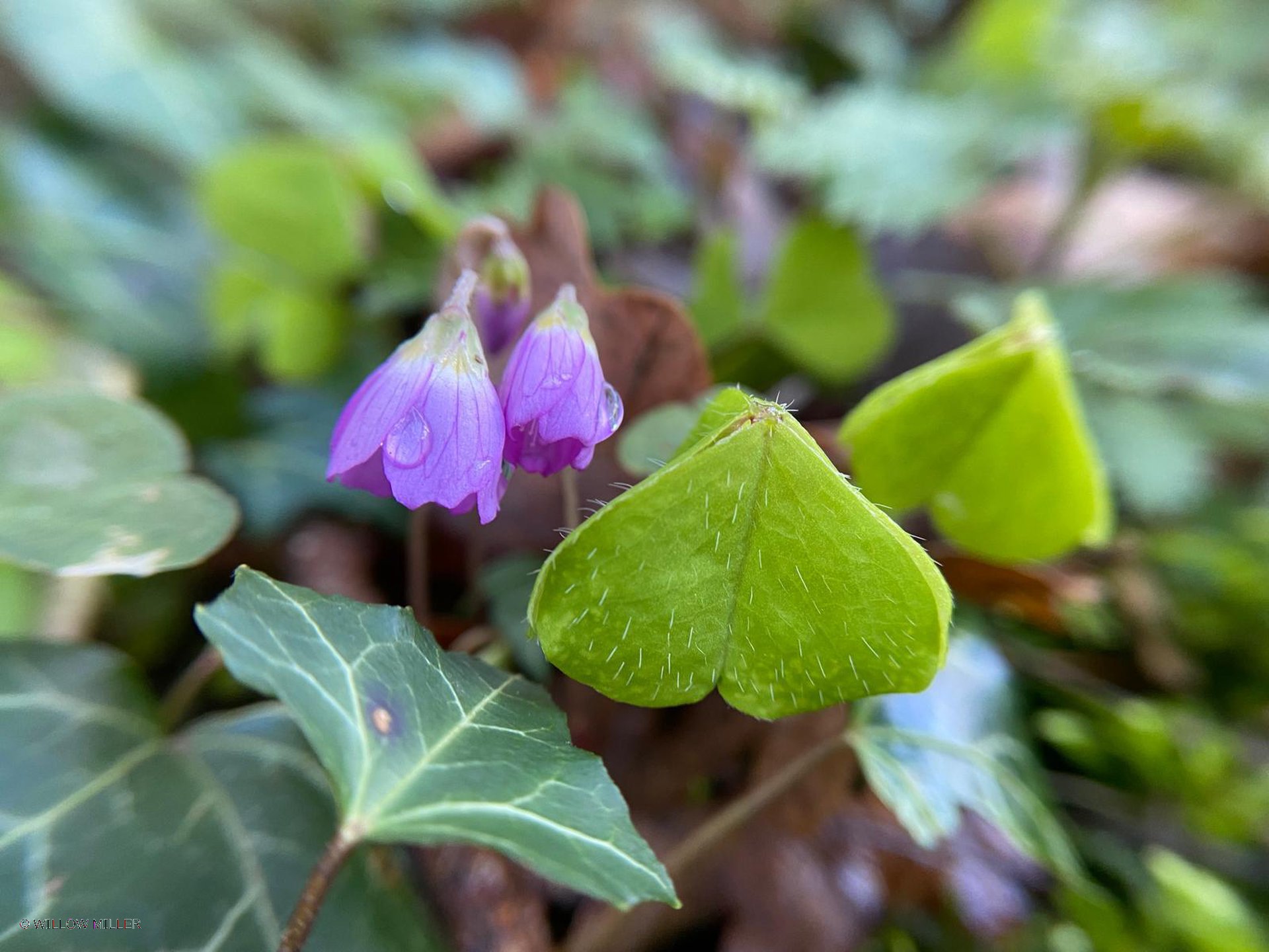 Small details photograph 10