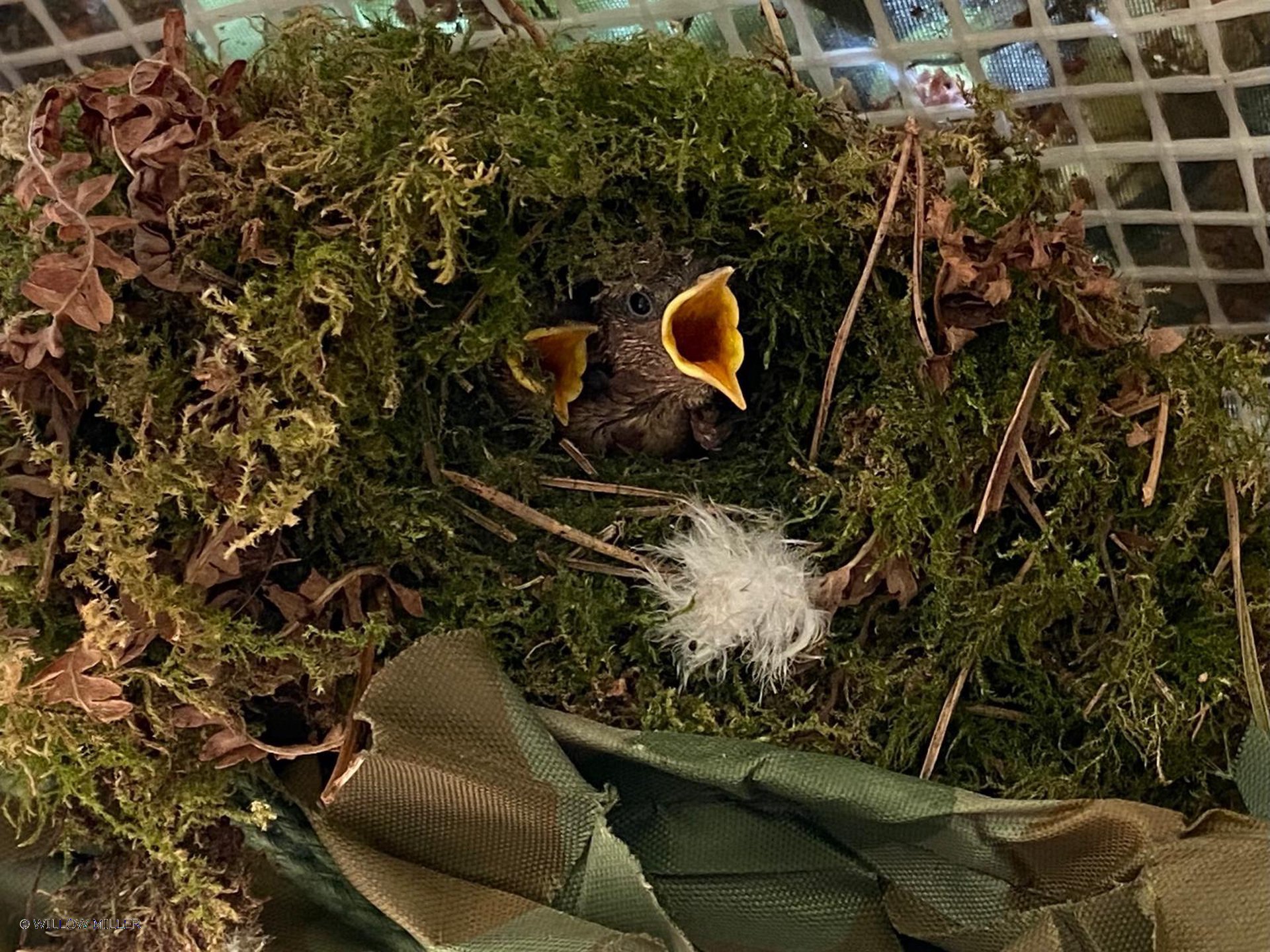 Small details photograph 1