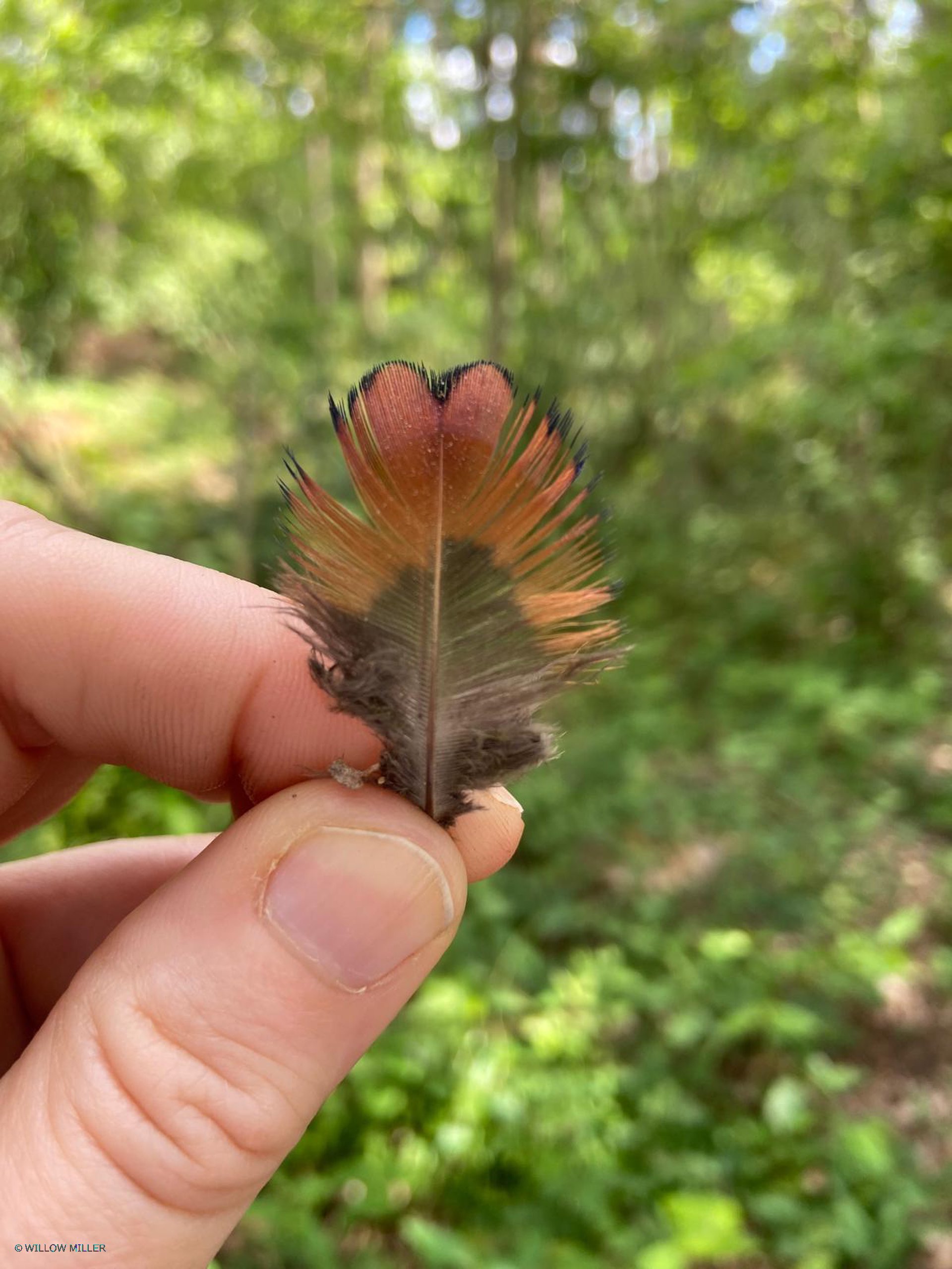 Small details photograph 4