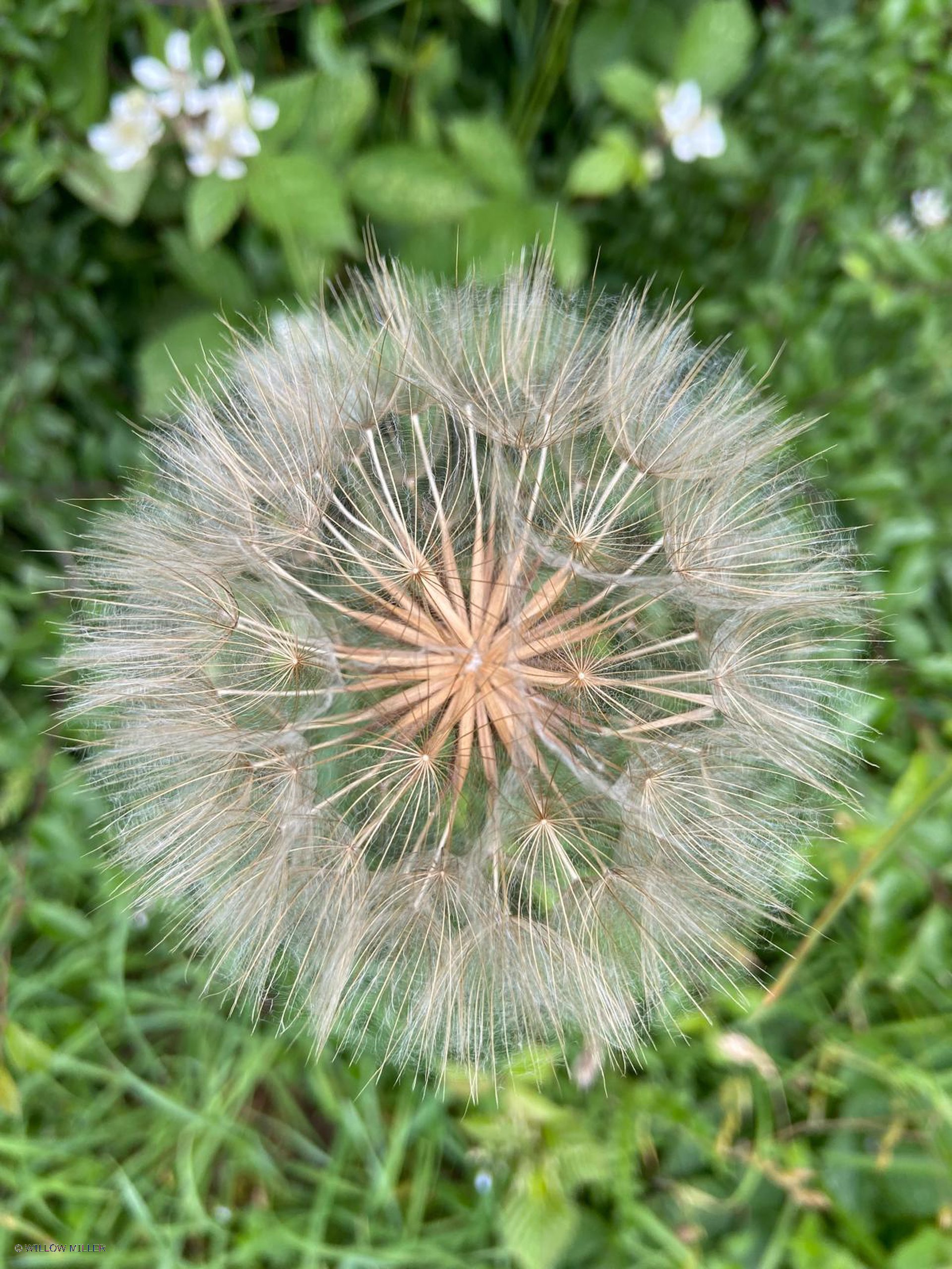 Small details photograph 9