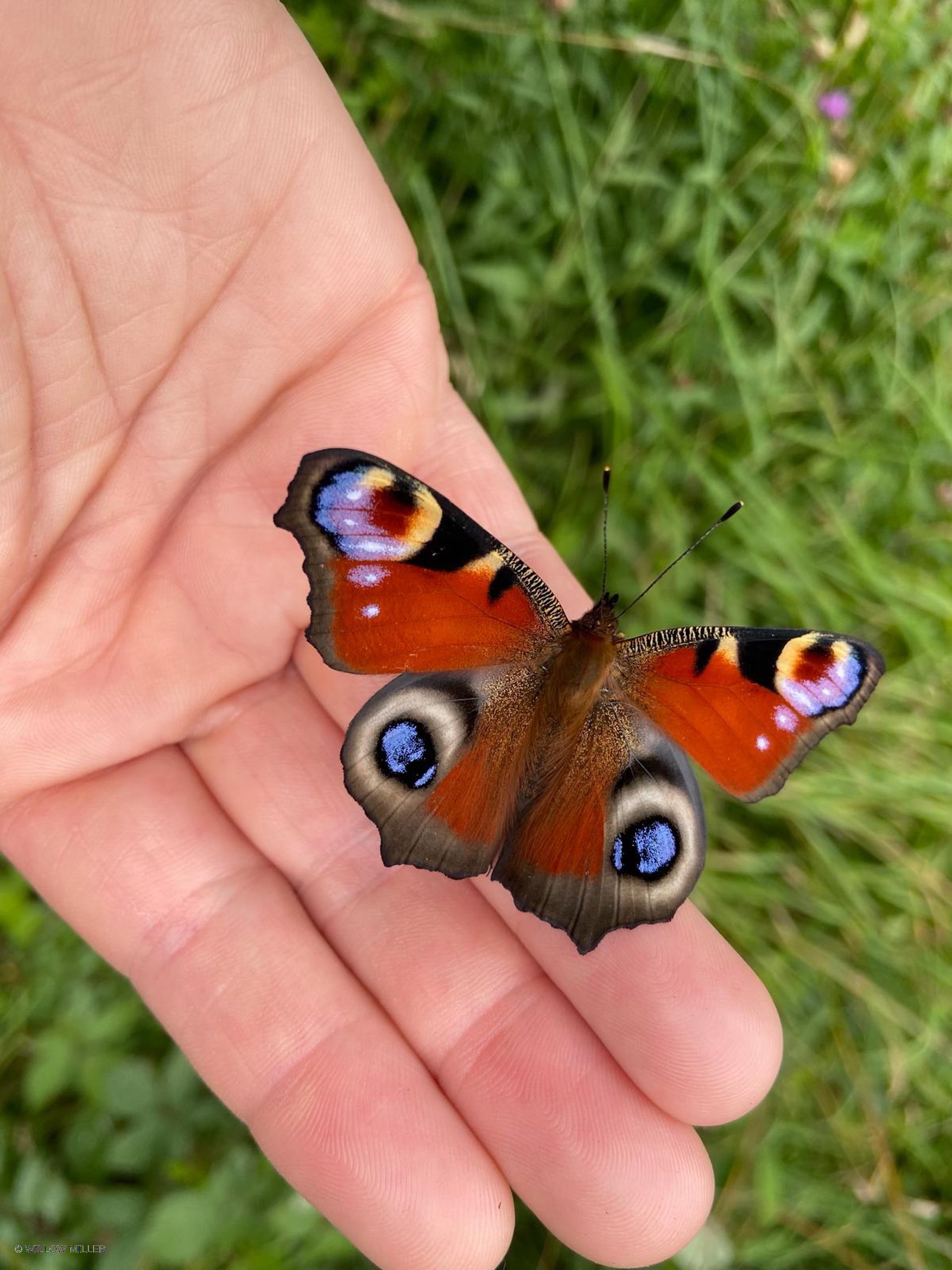 Small details photograph 12