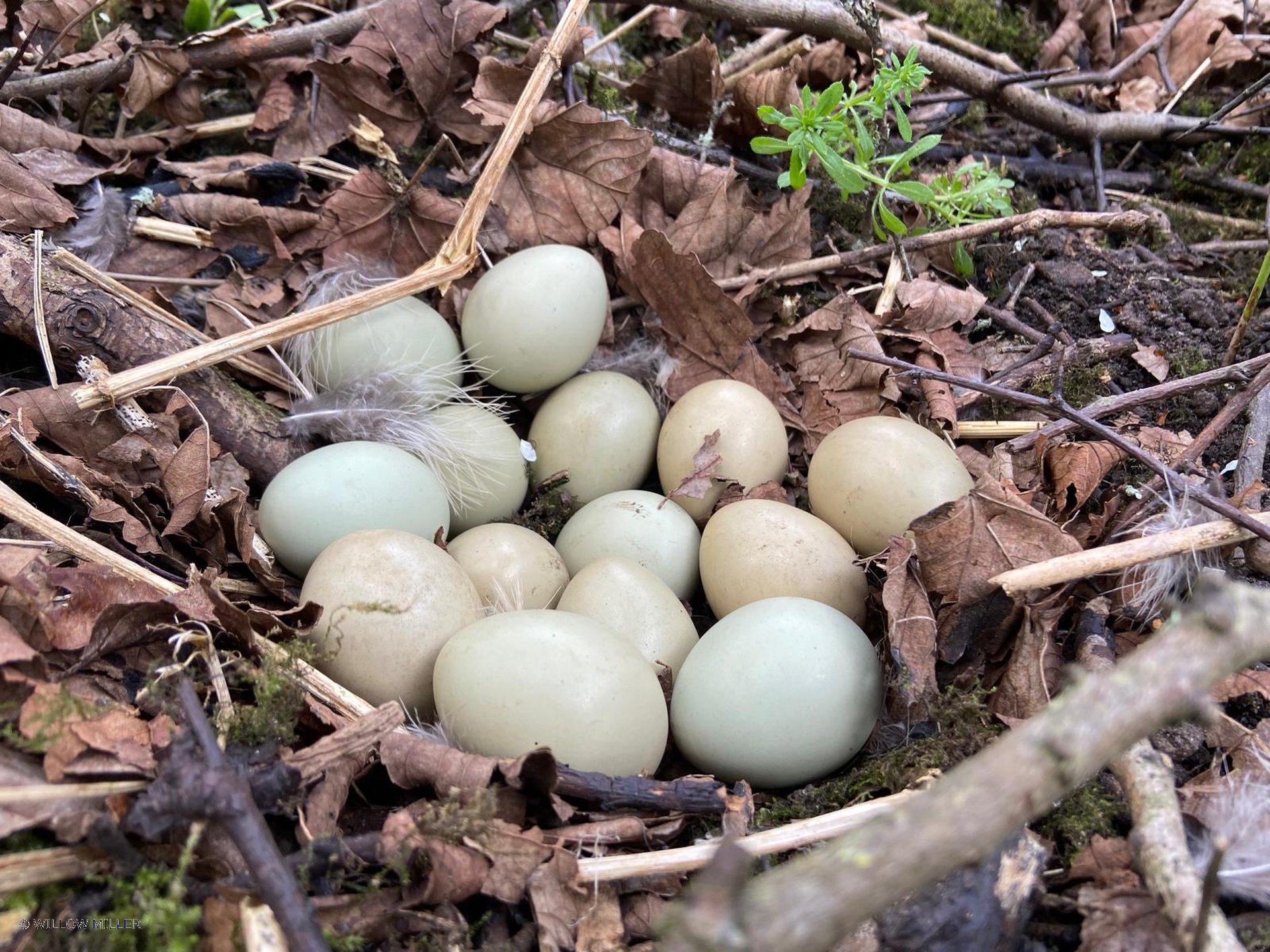 Small details photograph 3